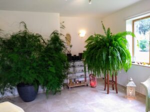 Surrounded by beautiful plants