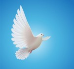 white dove